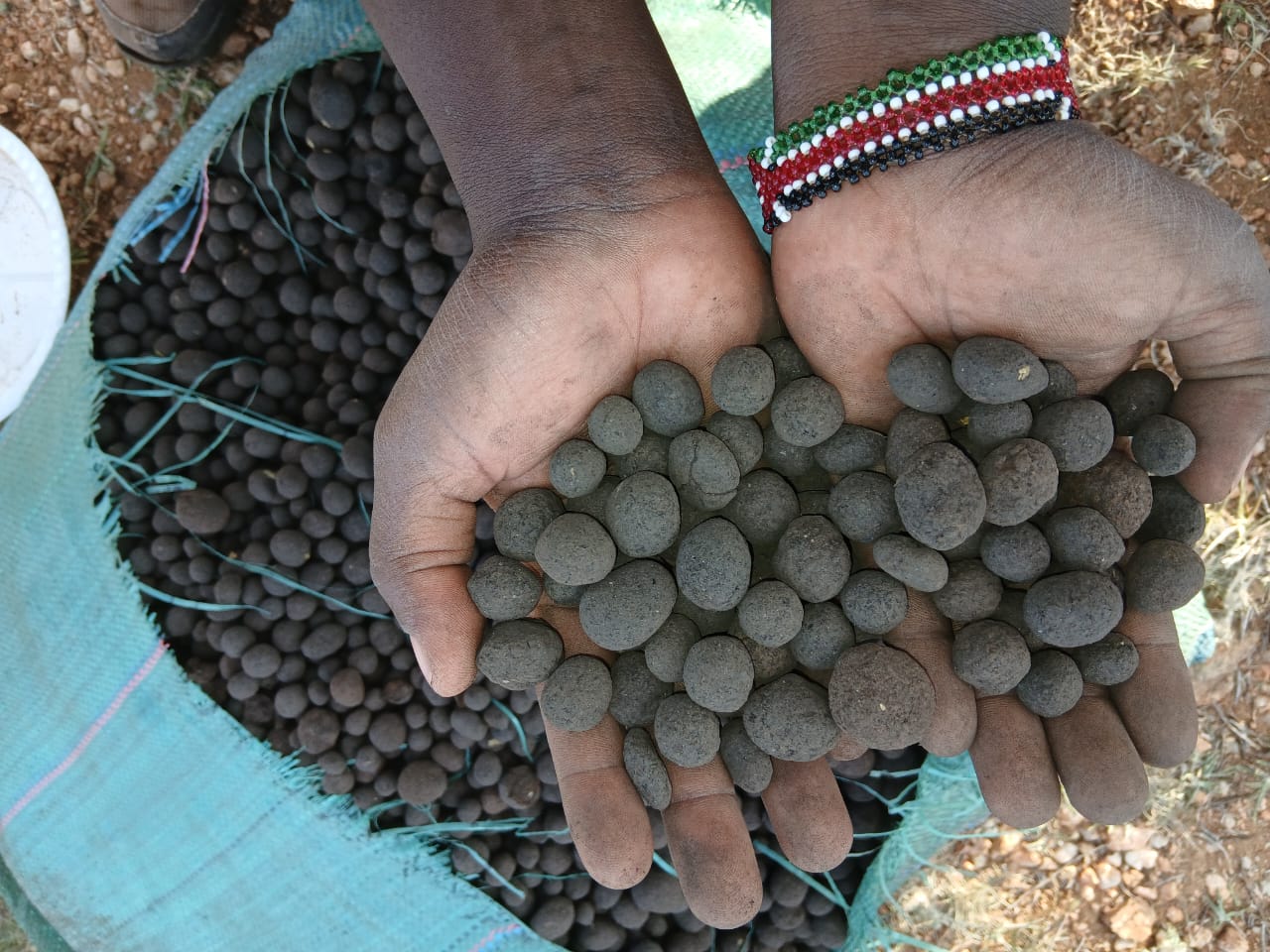 Soil balls held during land restoration work